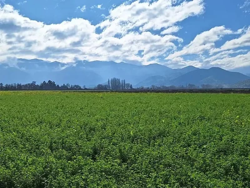 18 De Septiembre - Vida Asistida in Paine, Región Metropolitana de Santiago photo 2