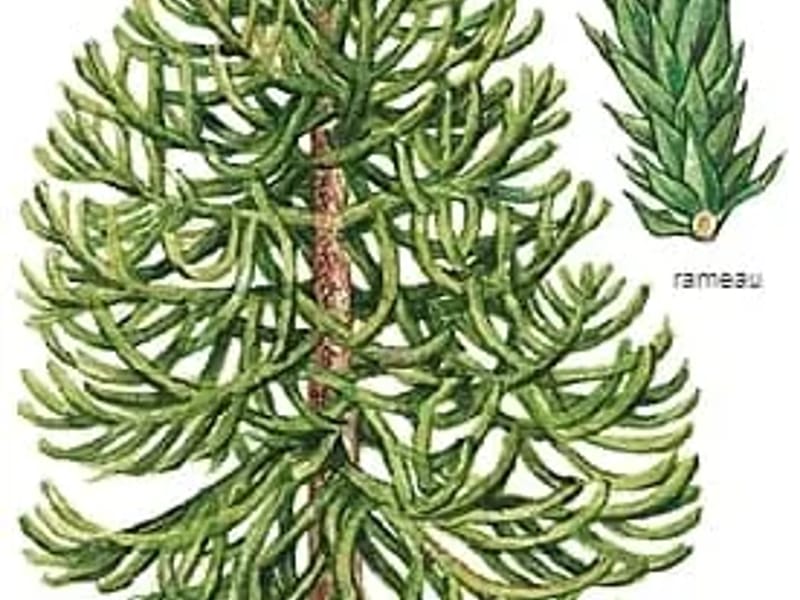 La Araucaria - Vida Asistida in Coquimbo, Región de Coquimbo photo 2