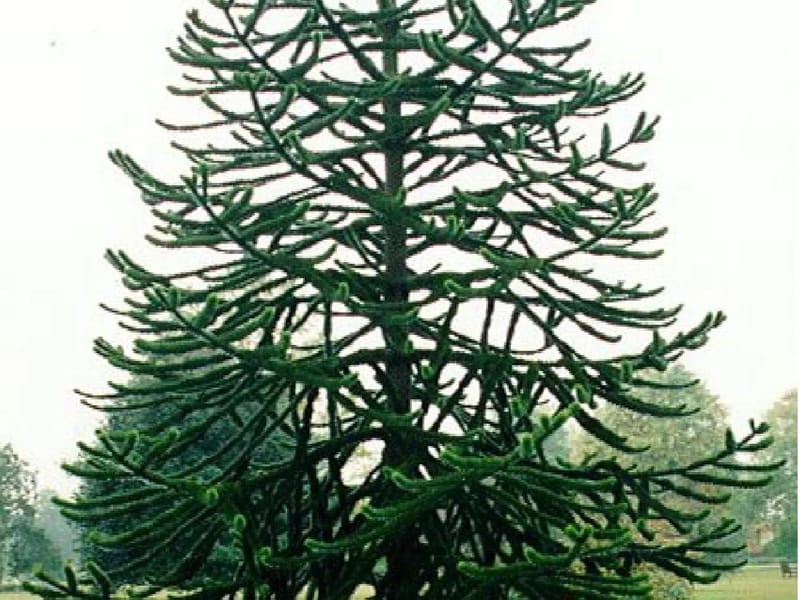 La Araucaria - Vida Asistida in Coquimbo, Región de Coquimbo photo 3