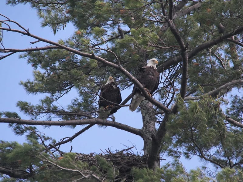 American Eagle Owatonna - Assisted Living in Owatonna, MN photo 1