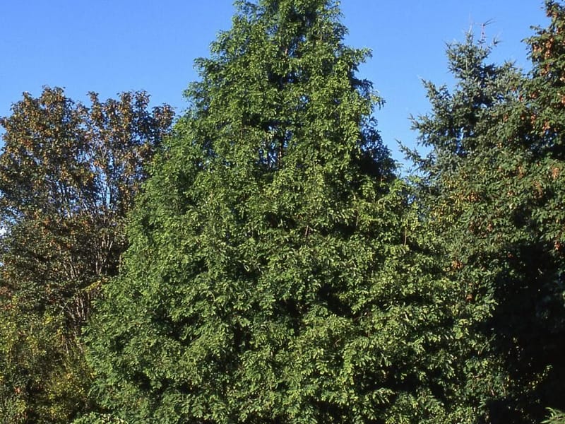 Conifers - Assisted Living in Derby, England photo 3