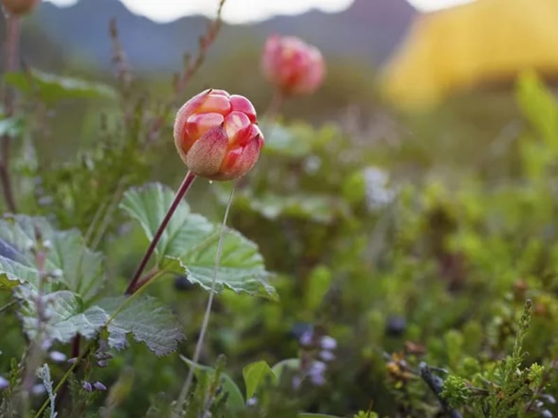 Blomstergården - Äldreboende in Krokom, Jämtlands län photo 1