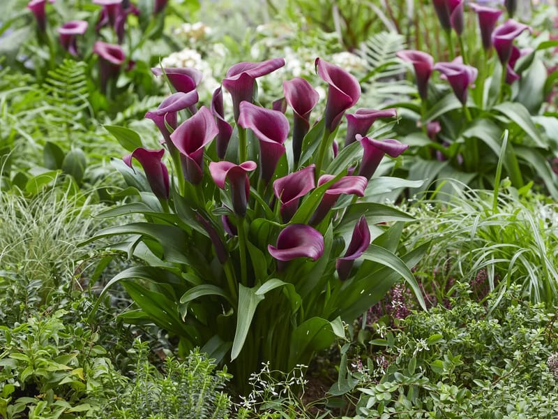 White Lillies Care Ltd - Assisted Living in Halesowen, England photo 2