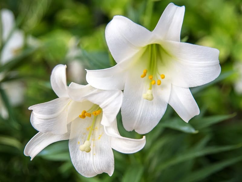 White Lillies Care Ltd - Assisted Living in Halesowen, England photo 3