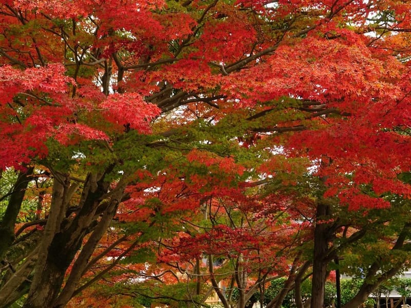 GreenDelsole - デイサービス in 下関市, 山口県 photo 2