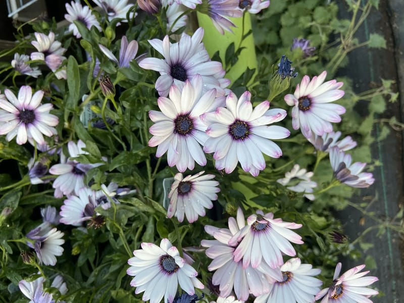 Angelic Gardens - Assisted Living in Attica, MI photo 2