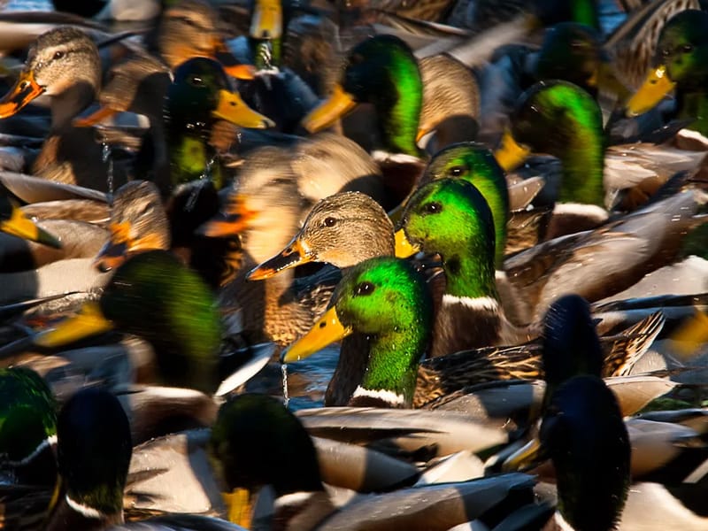 The Mallards in Bedford, England photo 3