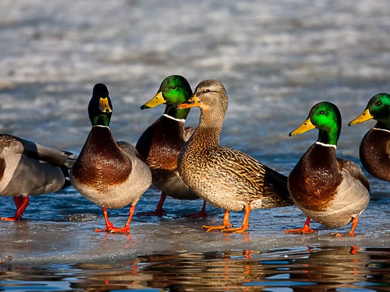 The Mallards in Bedford, England photo 2