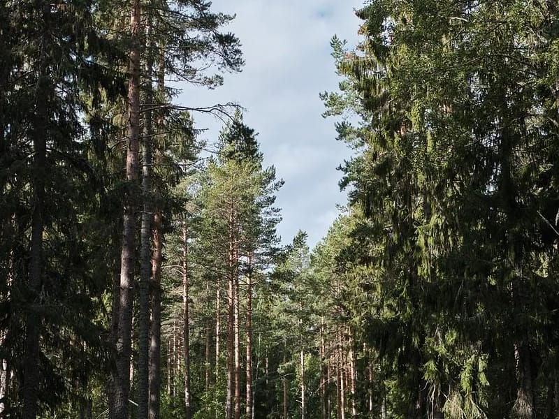 Rusksele Hemtjänst - Hemtjänst in Lycksele, Västerbottens län photo 2