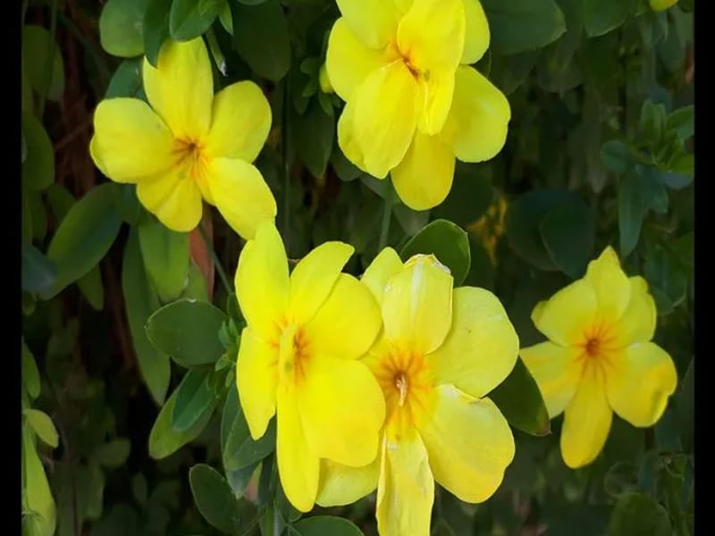 Jasmine at Primrose - Assisted Living in Epsom, England photo 1