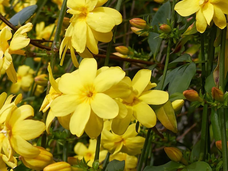Jasmine at Primrose - Assisted Living in Epsom, England photo 3