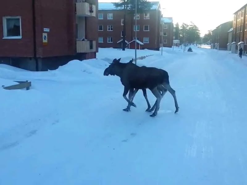 Örnäset ht - Hemtjänst in Luleå, Norrbottens län photo 2