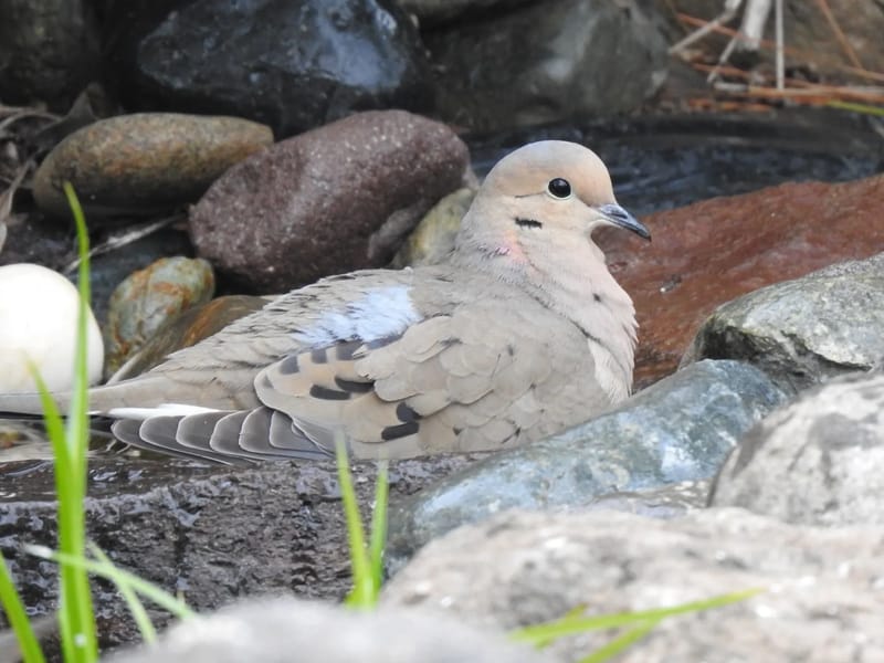 A Golden Dove - Assisted Living in Sacramento, CA photo 2