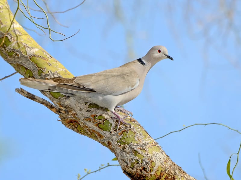 A Golden Dove - Assisted Living in Sacramento, CA photo 3