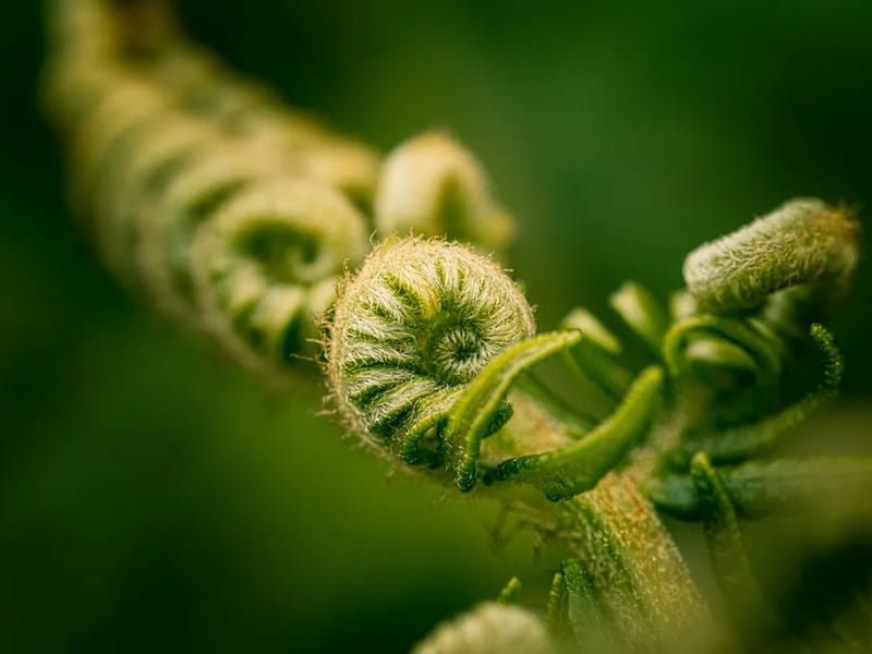 The Ferns in Wirral, England photo 2