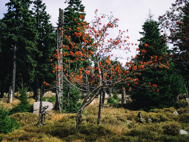 Rowan Tree in Stevenage, England photo 1