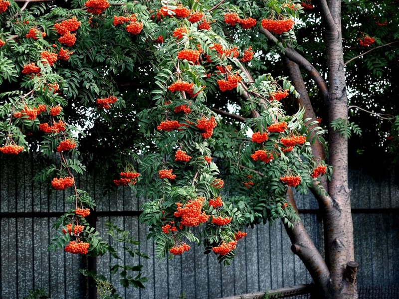 Rowan Tree in Stevenage, England photo 3
