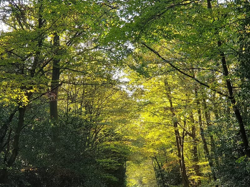 SeaShell (Epping Forest & Harlow) - Adult Day Care in Epping, England photo 1