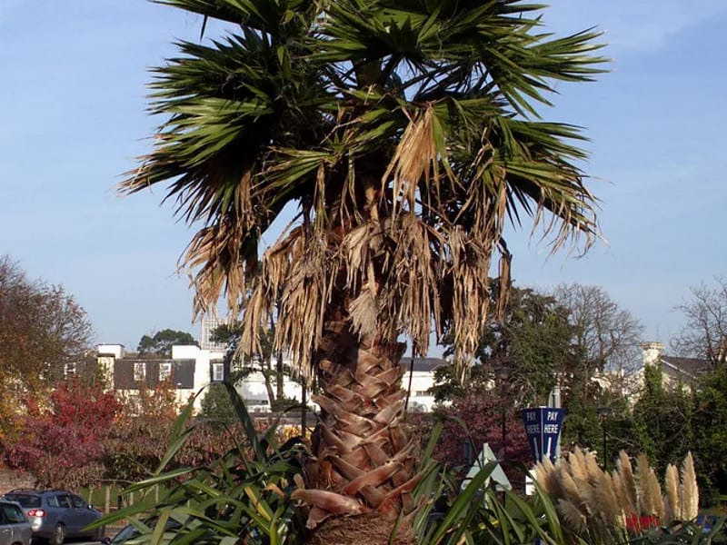 The Palm - Assisted Living in Torquay, England photo 3