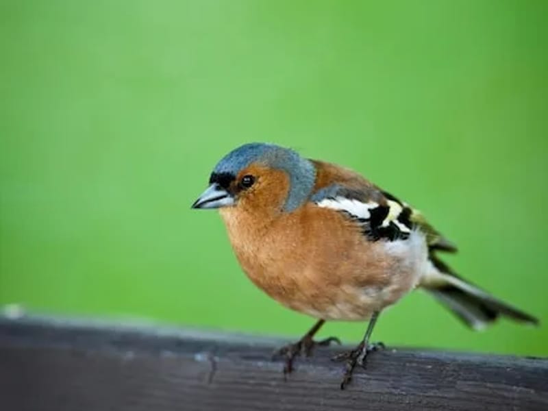 Chaffinches - Assisted Living in Thatcham, England photo 3