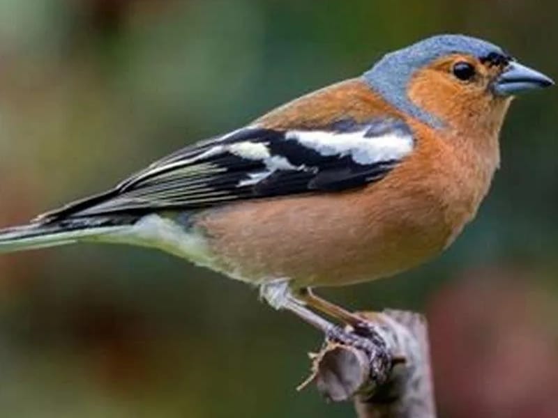 Chaffinches - Assisted Living in Thatcham, England photo 2