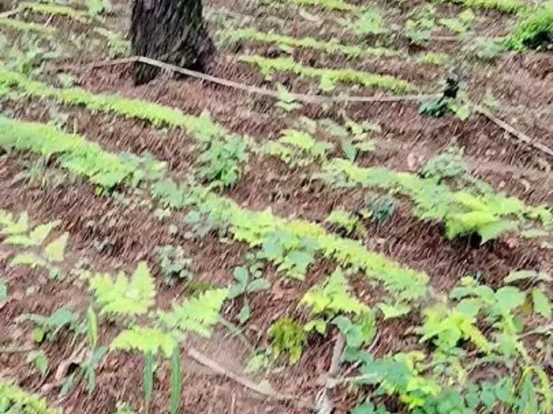 골든포레스트 in 횡성군, 강원특별자치도 photo 3