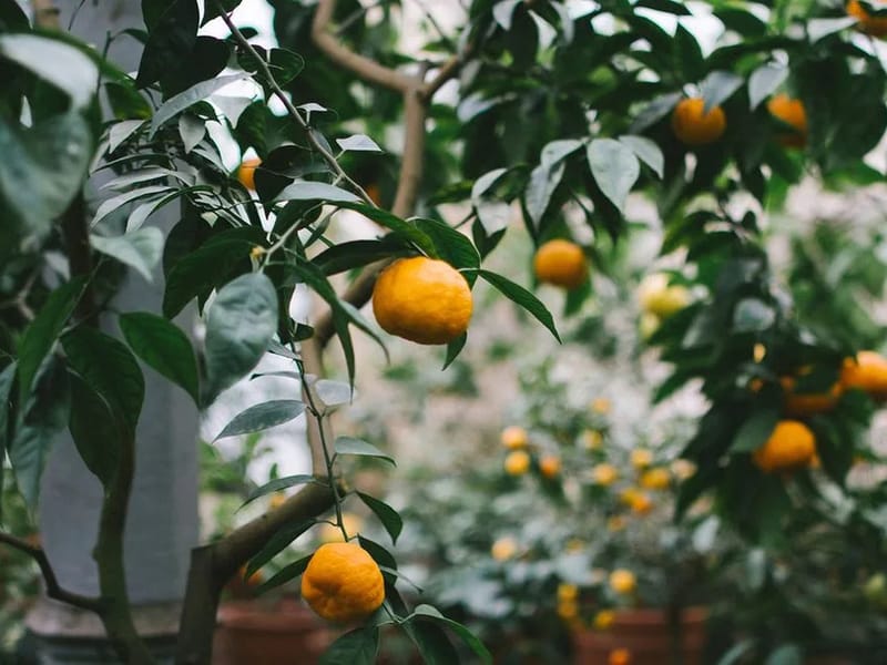 Australian Unity Home Care Service - South West Sydney - In-Home Care in Campbelltown, NSW photo 2