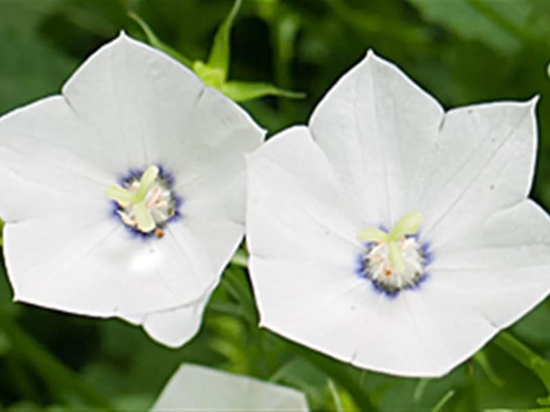 Campanula - Verpleeghuis in Lent, Gelderland photo 2