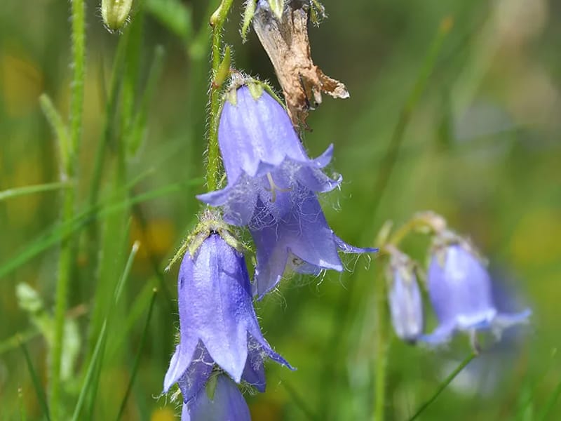Campanula - Verpleeghuis in Lent, Gelderland photo 1