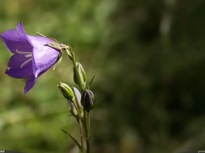 Campanula - Verpleeghuis in Lent, Gelderland photo 3
