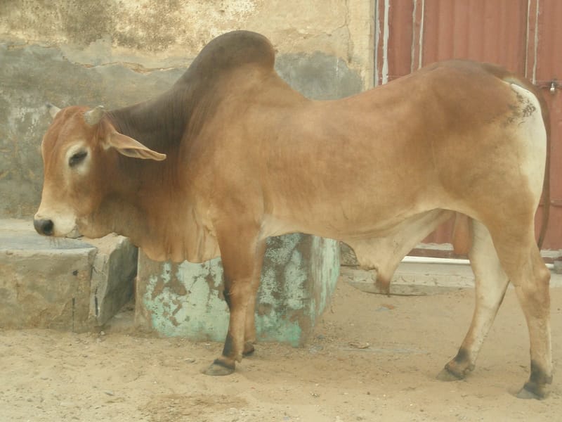 Matrika - वृद्धाश्रम in Jhunjhunu, Rajasthan photo 1