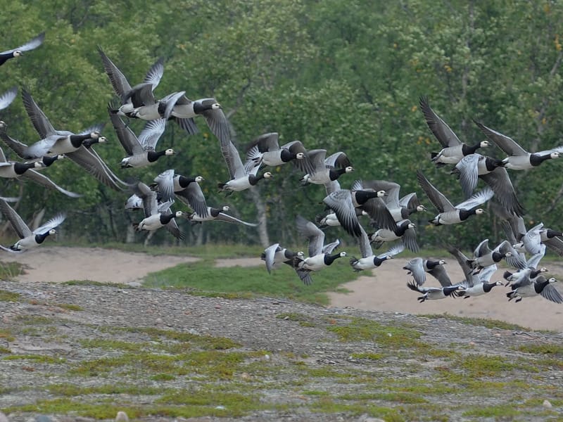 Landsbygden norra - Serviceboende in Haparanda, Norrbottens län photo 1