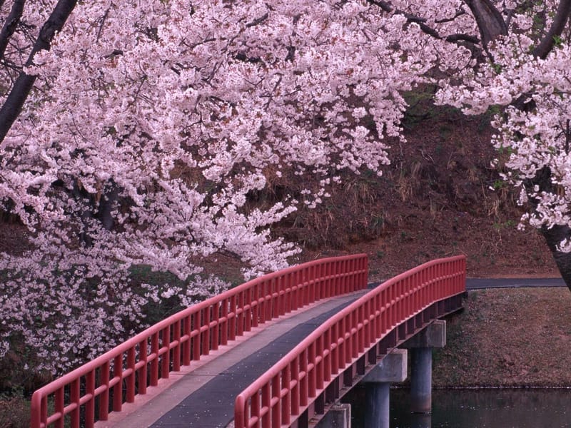 Cherry Tree - Assisted Living in Hornchurch, England photo 2
