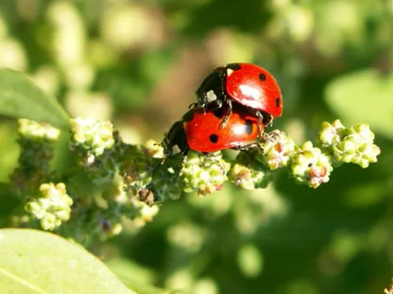 C.D. La Coccinella - Centro Diurno in Ponsacco, Toscana photo 3