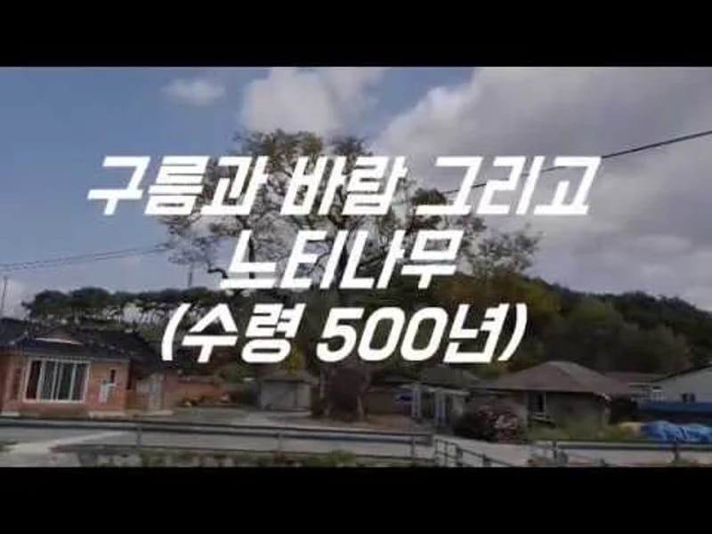 느티나무 in 정읍시, 전북특별자치도 photo 2