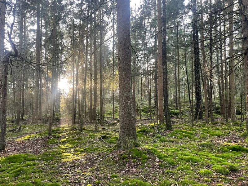 Mona E Skogen - Dagaktivitet for voksne in Fredrikstad, Østfold photo 1
