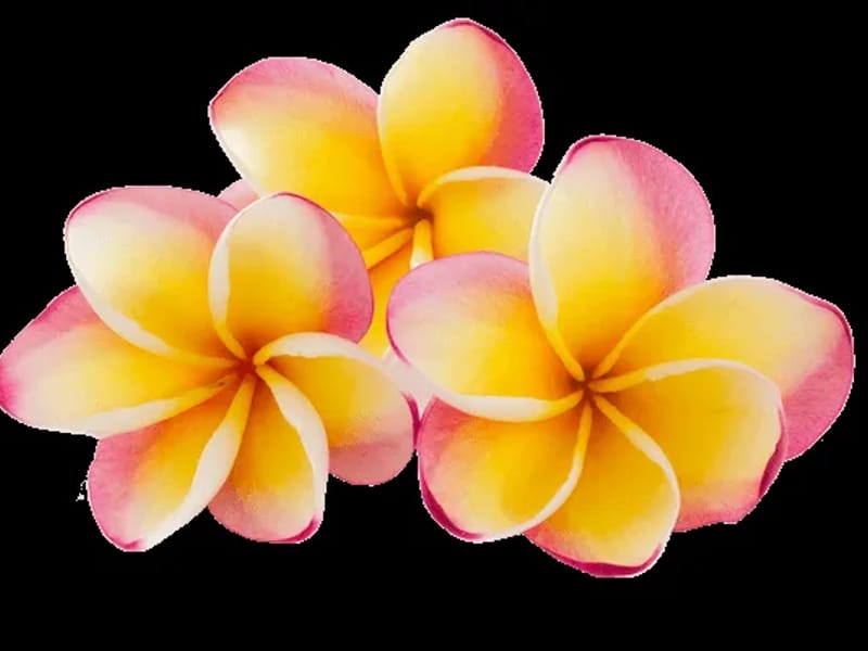 Abc Staffing, LLC - Home Health Nursing in Honolulu, HI photo 2