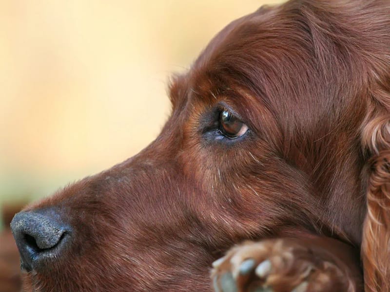 Akeso Home Hospice Inc - Hospice in Canfield, OH photo 3