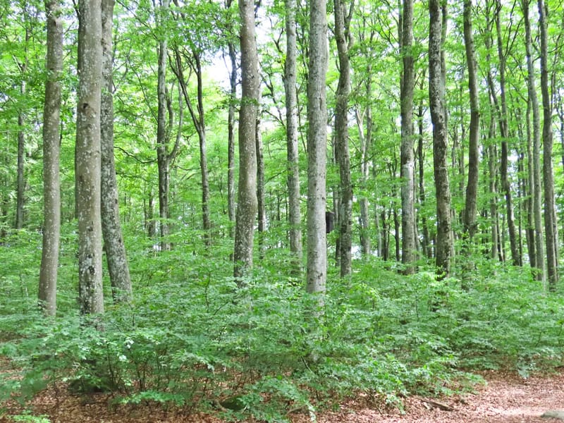 Bøkeskogen eldresenter - Dagaktivitet for voksne in Larvik, Vestfold og Telemark photo 2