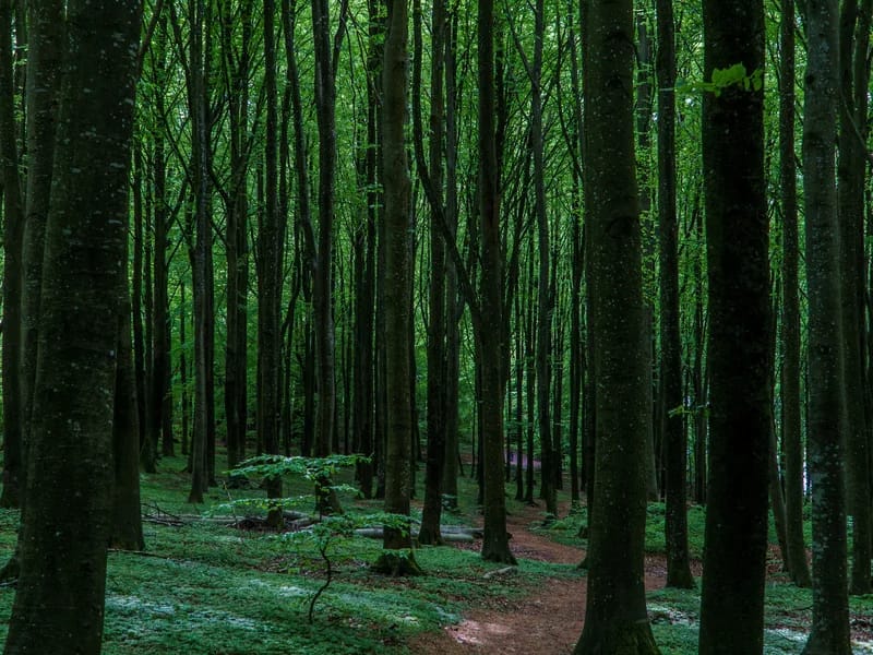 Bøkeskogen eldresenter - Dagaktivitet for voksne in Larvik, Vestfold og Telemark photo 3