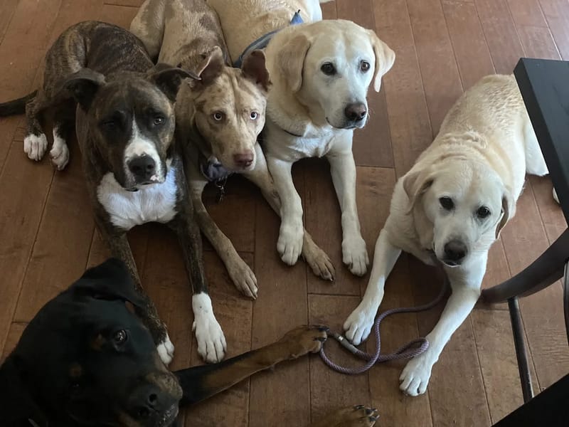 A Family Of Companions, LLC - Home Health Nursing in Cheshire, CT photo 2