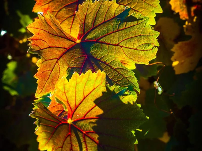 Autumn Leaves UK Limited - Assisted Living in Blackpool, England photo 3