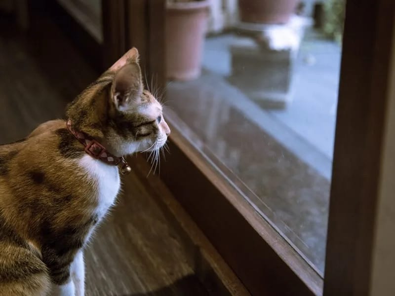 HOGAR Y CENTRO DE DIA SI.SA.ME. S.R.L. - Centro de Día in ALTA GRACIA, CÓRDOBA photo 2