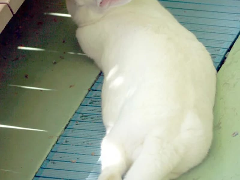 うさぎの和 - 有料老人ホーム in 江戸川区, 東京都 photo 2