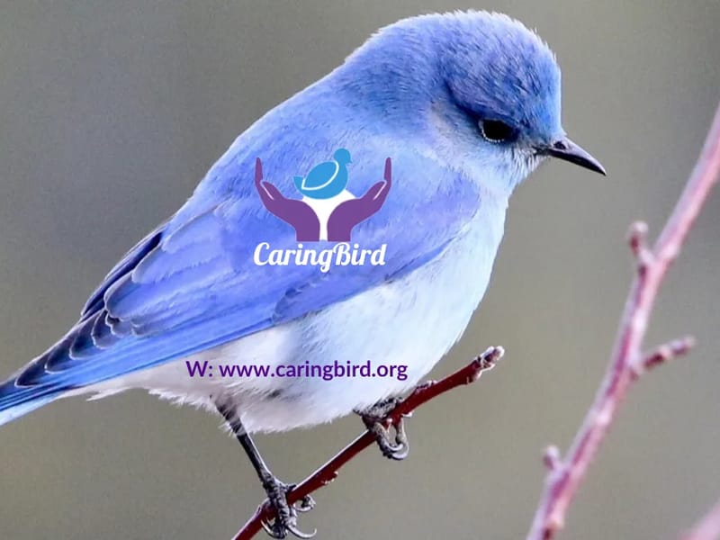 Caring Bird Consultancy LTD - In-Home Care in Barnsley, England photo 1