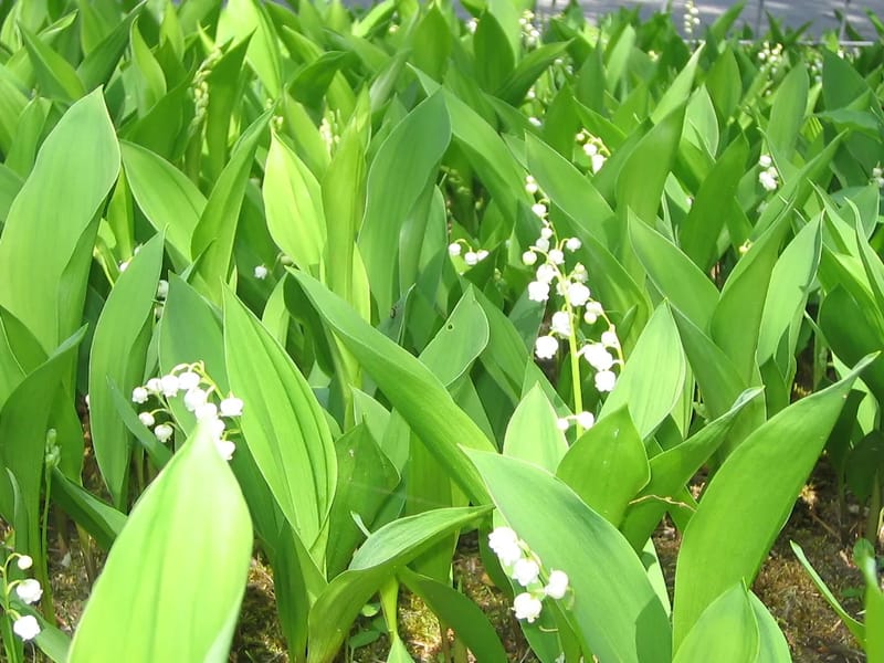 でいけあすずらん - 入院リハビリ in 松江市, 島根県 photo 3