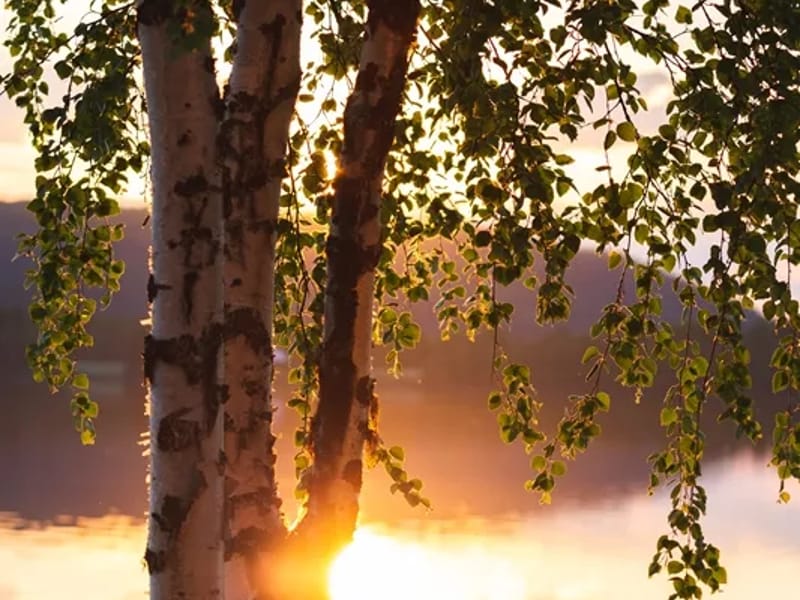 Björkbacken - Äldreboende in Säffle, Värmlands län photo 3