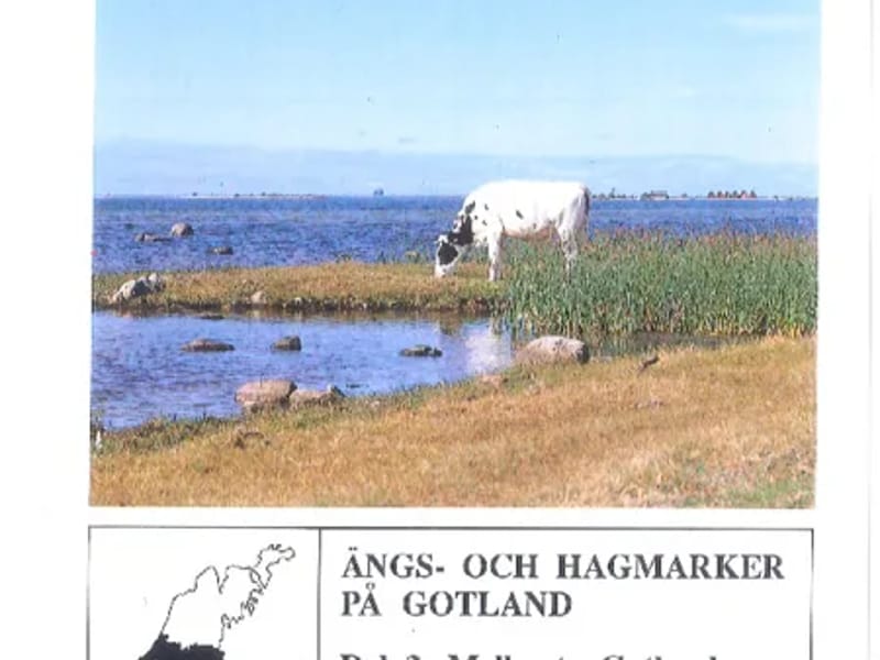Mellersta Gotland - Hemtjänst in Gotland, Gotlands län photo 3