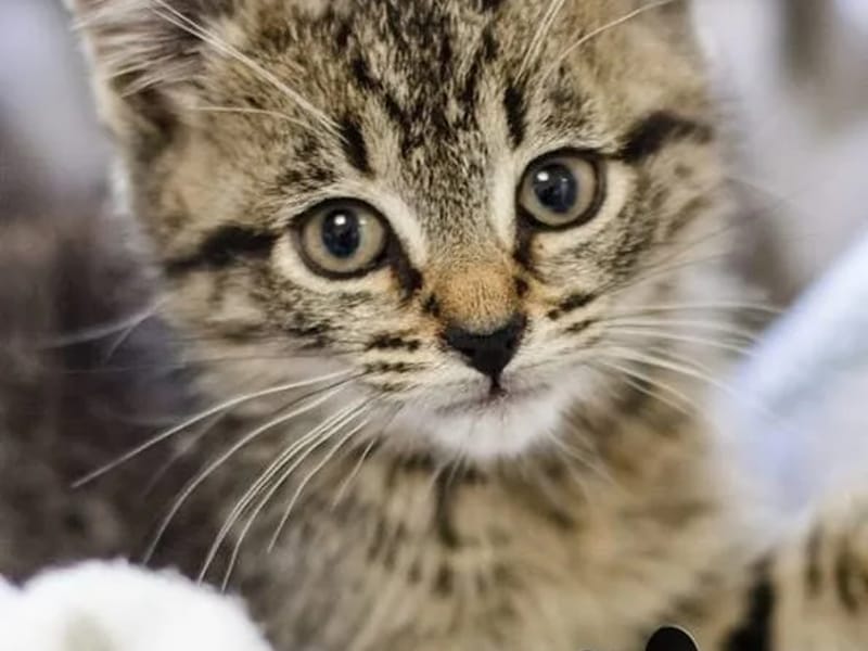 Kittens Lane in Norwich, England photo 2