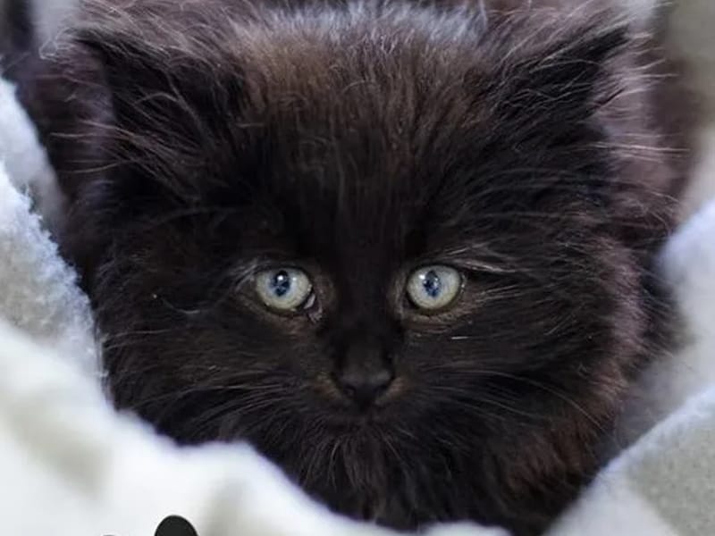 Kittens Lane in Norwich, England photo 3
